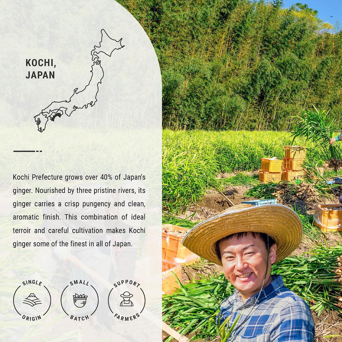 Senbird Caffeine-Free Japanese Ginger Loose Tea - Shogacha Kin (2.12oz/60g)