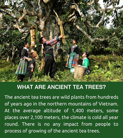 VIXI Jasmine Green Tea Bags, 150 Counts, Vietnam's Mountain Tea, Flavored, Aroma, Tagless, Sugar Free, 100% Natural from Ancient Tea Tree for Hot and Cold Brew