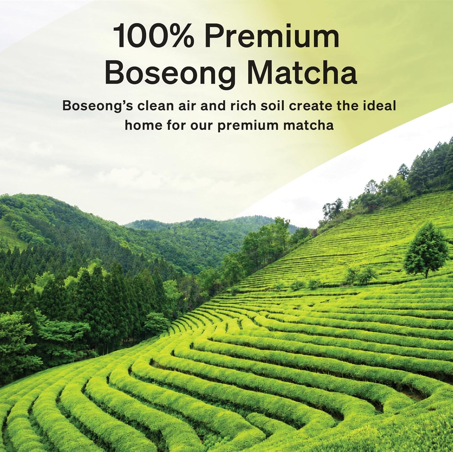 Damtuh Matcha Latte 20g x 7 Sticks – Ceremonial Grade Creamy Korean Matcha Latte Powder Mix, Instant Green Tea Drink for Smooth Café-Style Sweetened without sugar
