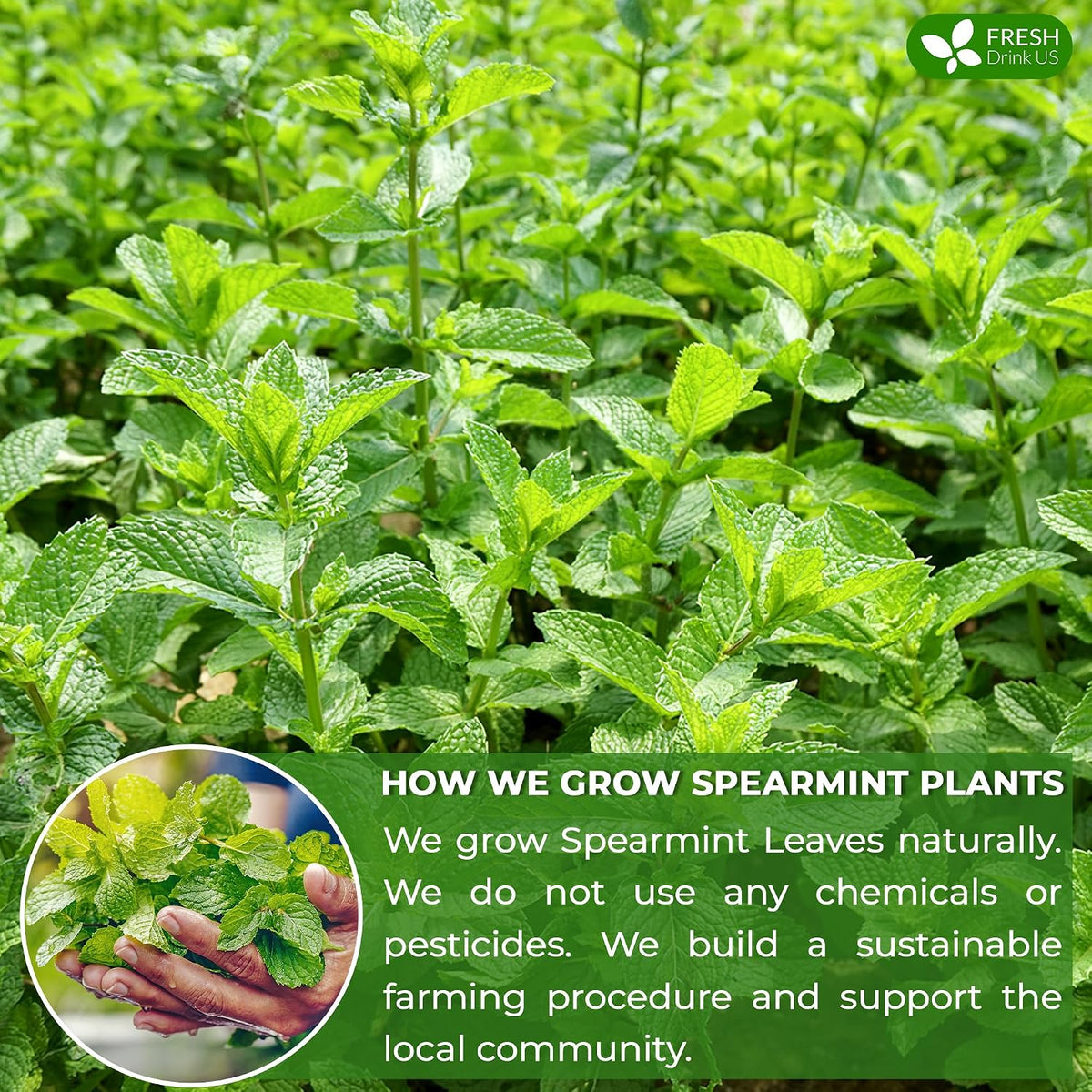 Spearmint Tea Bags, 100% Natural & Pure Spearmint Leaves. Loose Leaf Spearmint Herbal Tea. Spearmint Leaf Tea. No Sugar, No Caffeine, No Gluten, Vegan.