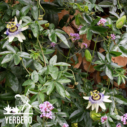 Yerbero - Pasiflora 3.5oz (100gr) Passion Flower Whole Herbal Tea | WildCrafted Stand Up Resealable Bag | Crafted By Nature100% All Natural, non-GMO, Gluten-free.