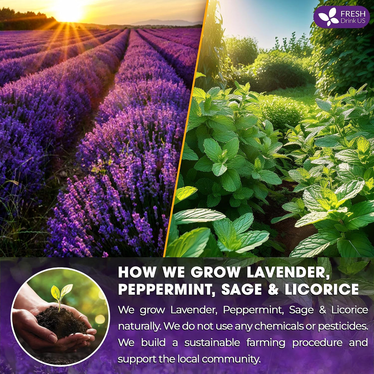 FreshDrinkUS, Premium Lavender Mint Tea, 75 Count, Caffeine Free, Vegan