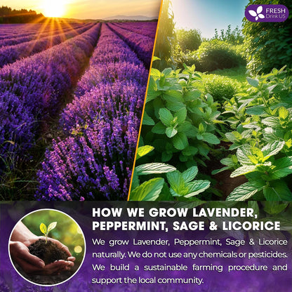 FreshDrinkUS, Premium Lavender Mint Tea, 75 Count, Caffeine Free, Vegan