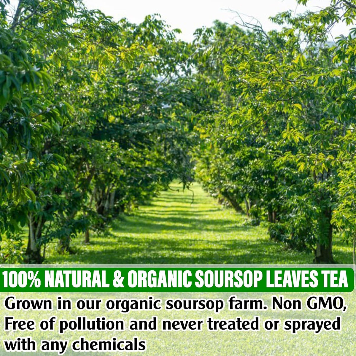 KEYXE - USDA Organic Soursop Graviola Leaves Tea 50 Bags. Non-GMO Verified , 100% Organic Soursop Leaves for Digestion, Boosting Immune, Improving Sleep & Skin Health, Gluten Free, Caffein Free , Hojas De Guanabana Tea Organica, Eco-Conscious Tea Bags