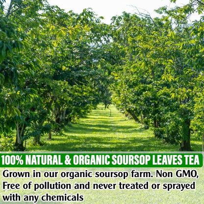 KEYXE - USDA Organic Soursop Graviola Leaves Tea 50 Bags. Non-GMO Verified , 100% Organic Soursop Leaves for Digestion, Boosting Immune, Improving Sleep & Skin Health, Gluten Free, Caffein Free , Hojas De Guanabana Tea Organica, Eco-Conscious Tea Bags