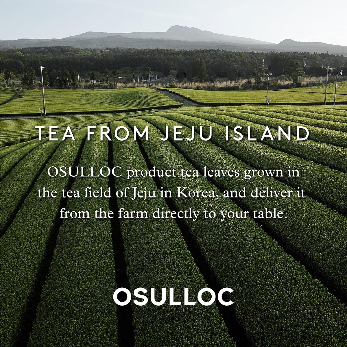 OSULLOC Honey Pear Tea (Sweet Pear & Honey Flavor), Iced tea bags Fruit tea Blend, Premium Teabags from Jeju Island, 20 count