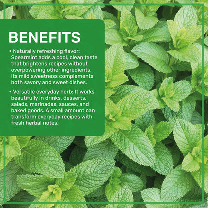 Jiva Organics Spearmint Leaf (Cut & Sifted) 1 Pound | Fresh Aroma, Premium Quality, Non-Irradiated Herbal Mint Leaves