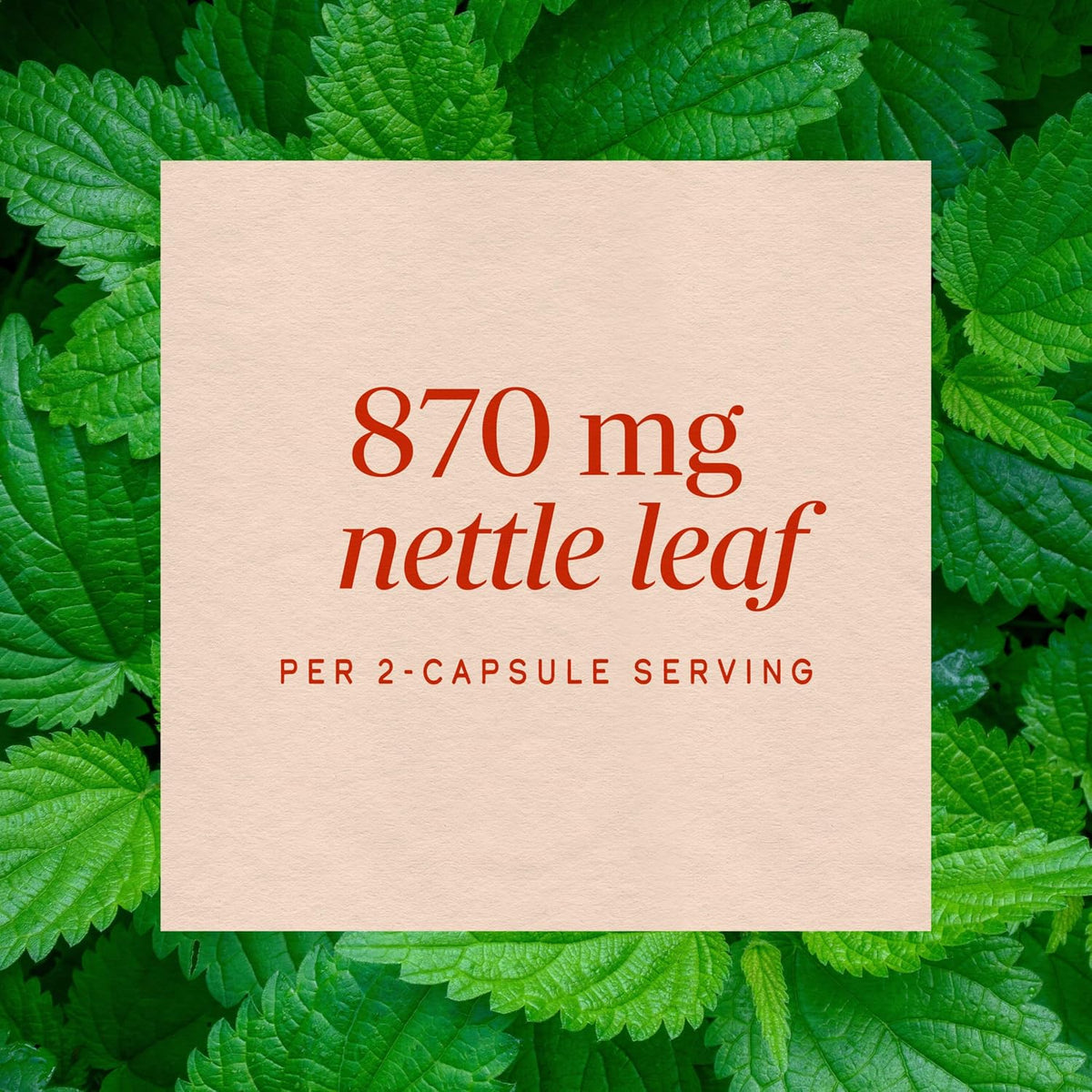 Nature's Way Nettle Leaf, Traditional Urinary Support Supplement*, 100 ct