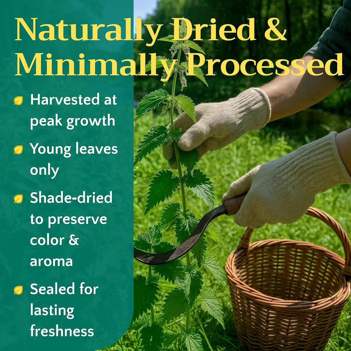 Stinging Nettle Leaf Tea - Wildcrafted Cut & Sifted Dried Leaves, 1oz