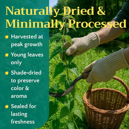 Stinging Nettle Leaf Tea - Wildcrafted Cut & Sifted Dried Leaves, 1oz