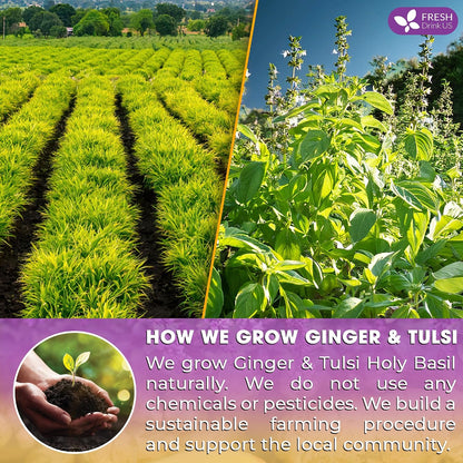 FreshDrinkUS, Premium 55 Ginger Tulsi Tea Bags, 100% Natural, Hand-made Blend of Ginger and Tulsi Holy Basil Leaves, Eco-conscious Tea Bags. Herbal Tea. No Sugar, No Caffeine, Vegan.