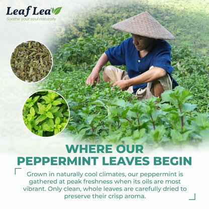 LeafLea Peppermint Tea Bags, Pure Peppermint Leaf Tea, 80 Count, 2-Pack