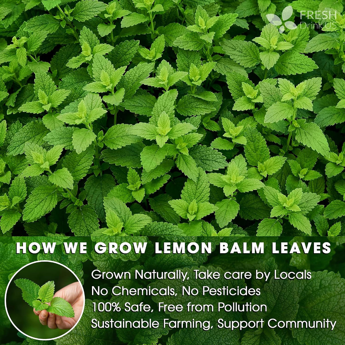 FreshDrinkUS, Lemon Balm Tea Bags | 40 Count |100% Pure Melissa officinalis – Naturally Herbal Tea | Caffeine-Free, Premium Quality, Refreshing Flavor, Sustainably Sourced