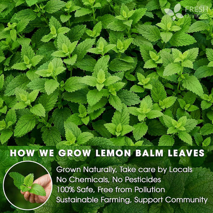 FreshDrinkUS, Premium 120 Lemon Balm Tea Bags, 100% Natural & Pure, Herbal Tea, No Sugar, No Caffeine, No Gluten, Vegan.