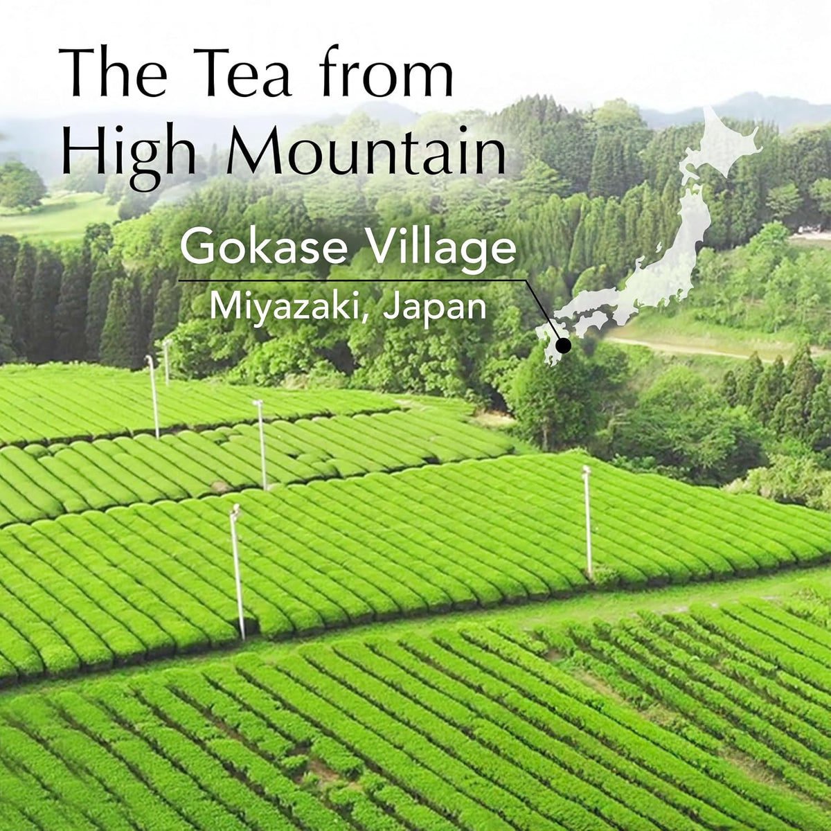 YAMASAN KYOTO UJI Oolong Tea Loose Leaf Japanese Organic 100g Bag