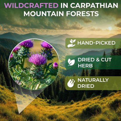 100 Bags Milk Thistle Tea Herb Dried Cardo Mariano Herbal (Silybum Marianum) - 100 Count 1.5g Tea Bags Dry Milk Thistle Herb Cardo De Leche