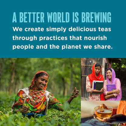 Teatulia Organic White Tea Bags (50 Wrapped Pyramid Sachet Teabags) Sustainably Grown in Bangladesh