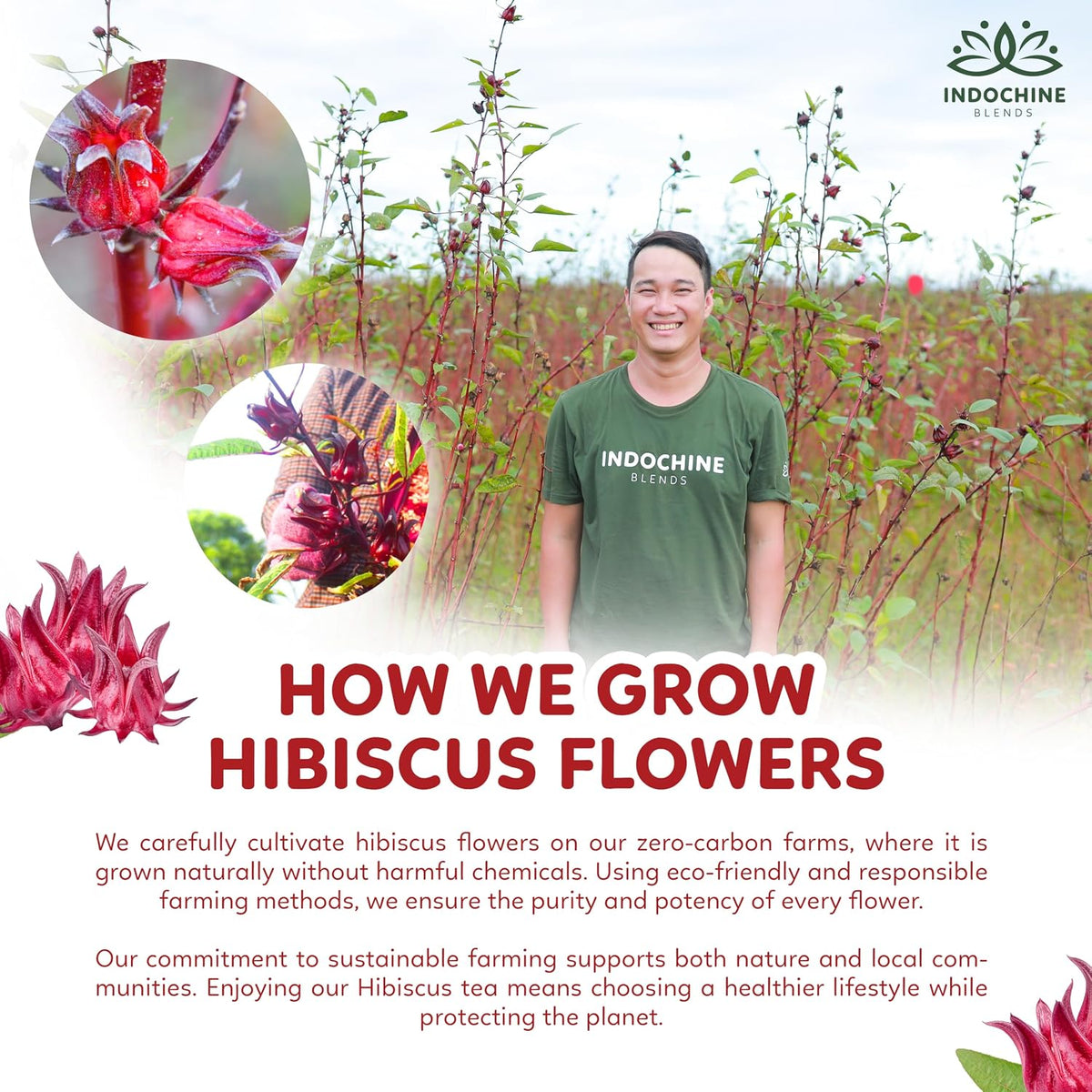 Indochine Blends Hibiscus Tea Bags, 100% Pure Hibiscus Flower