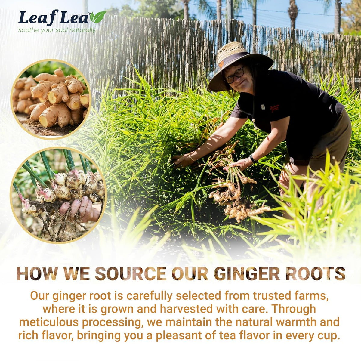 LeafLea Ginger Tea Bags, Spicy Pure Ginger Herbal Tea, 120 Count