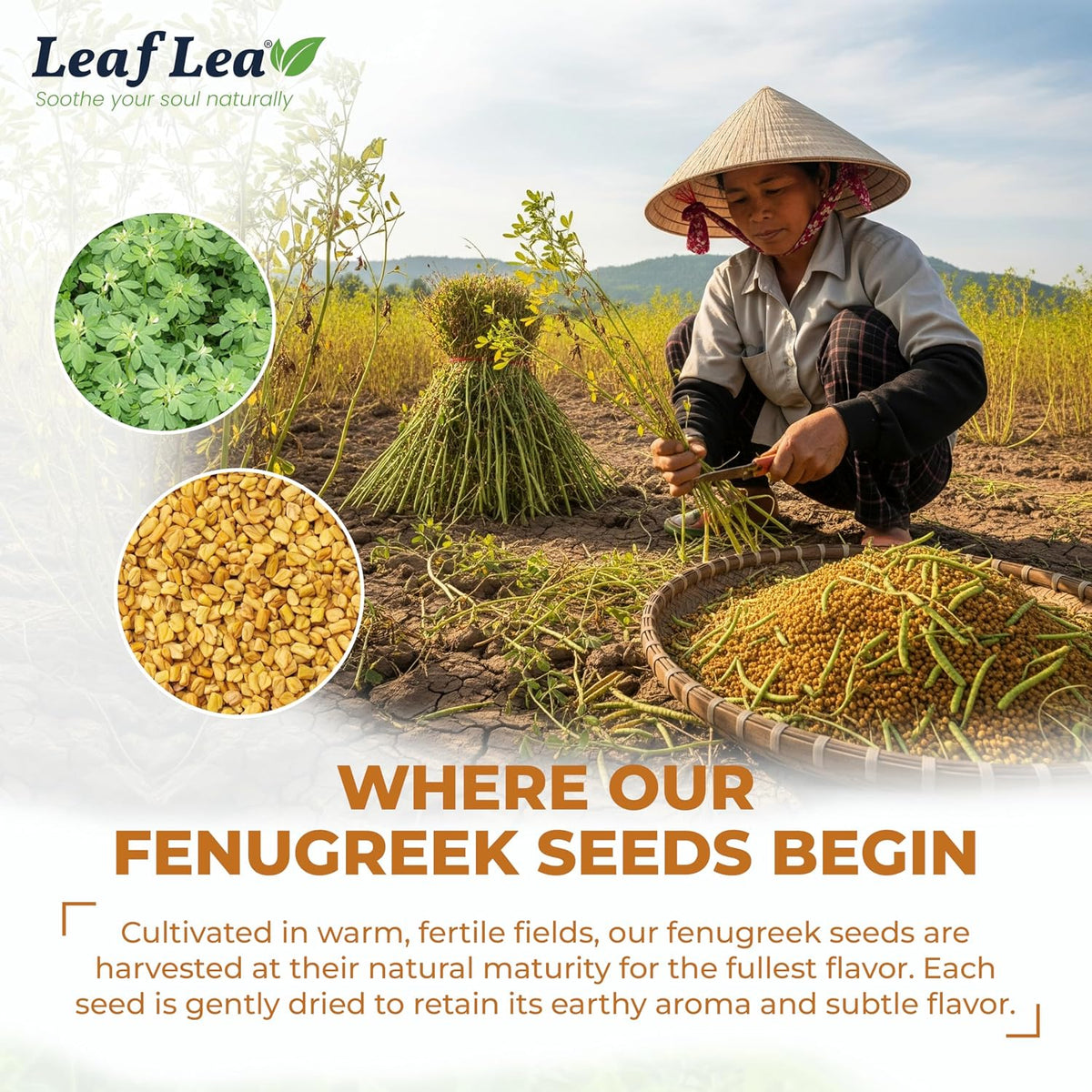 LeafLea Fenugreek Tea Bags, Whole Methi Seed Tea, 80 Count Value Pack