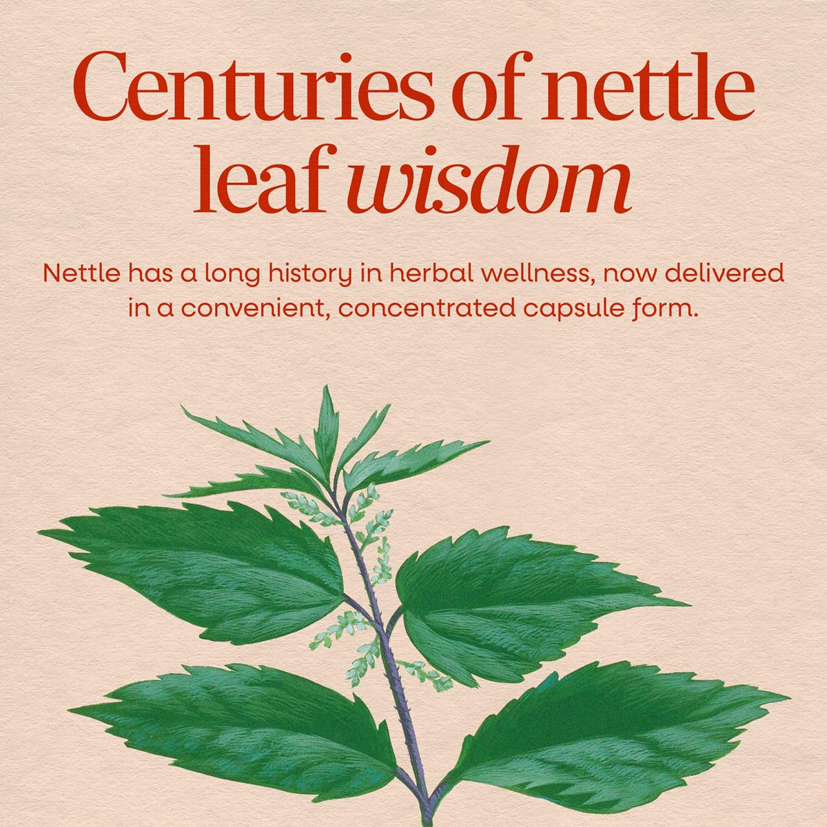 Nature's Way Nettle Leaf, Traditional Urinary Support Supplement*, 100 ct