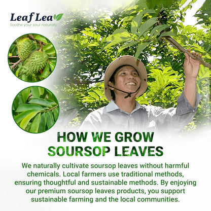 LeafLea 120 Soursop Tea Bags, from 100% Natural Soursop Graviola Leaves