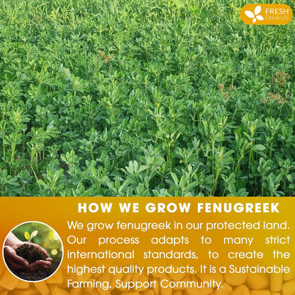 FreshDrinkUS, Premium Fenugreek Tea Bag, 75 Count, Pure, Caffeine Free
