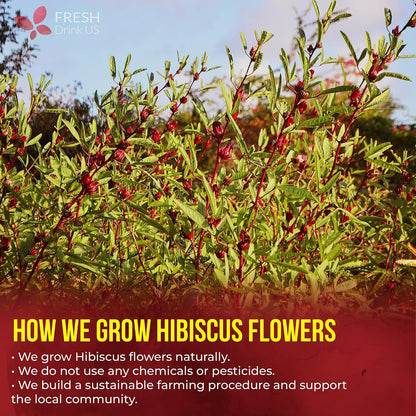 FreshDrinkUS, Premium Hibiscus Flower Tea, 115 Count, Pure, Caffeine Free
