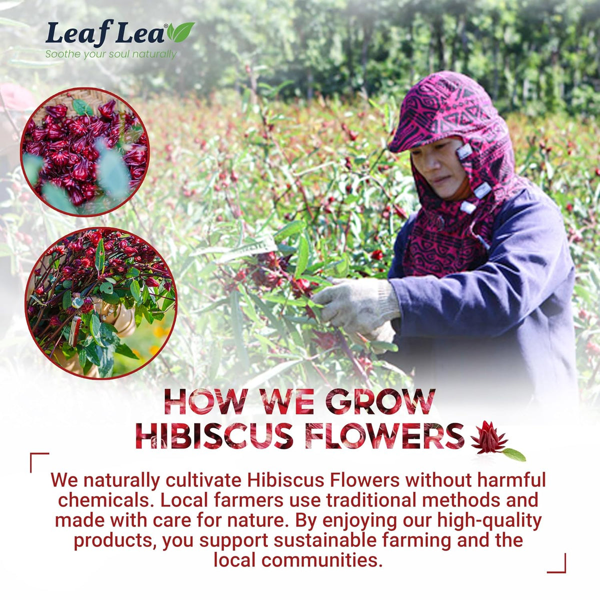 LeafLea Hibiscus Tea Bags, 100% Natural Flower, 160 Count