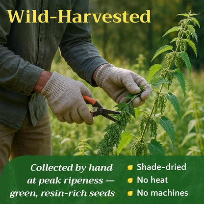 Dried Stinging Nettle Seed for Tea - Whole Urtica dioica Seeds, 2 oz