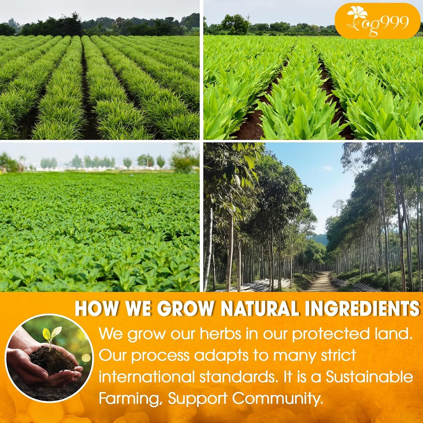 120 Bags Premium Turmeric Ginger Cinnamon Tea, Improve Digestion, Support Brain, Weight, Skin and Sleep, Eco-Conscious Tea Bags and Premium Natural Ingredients. Turmeric Ginger Herbal Tea. No Sugar, No Caffeine, No Gluten, Vegan.