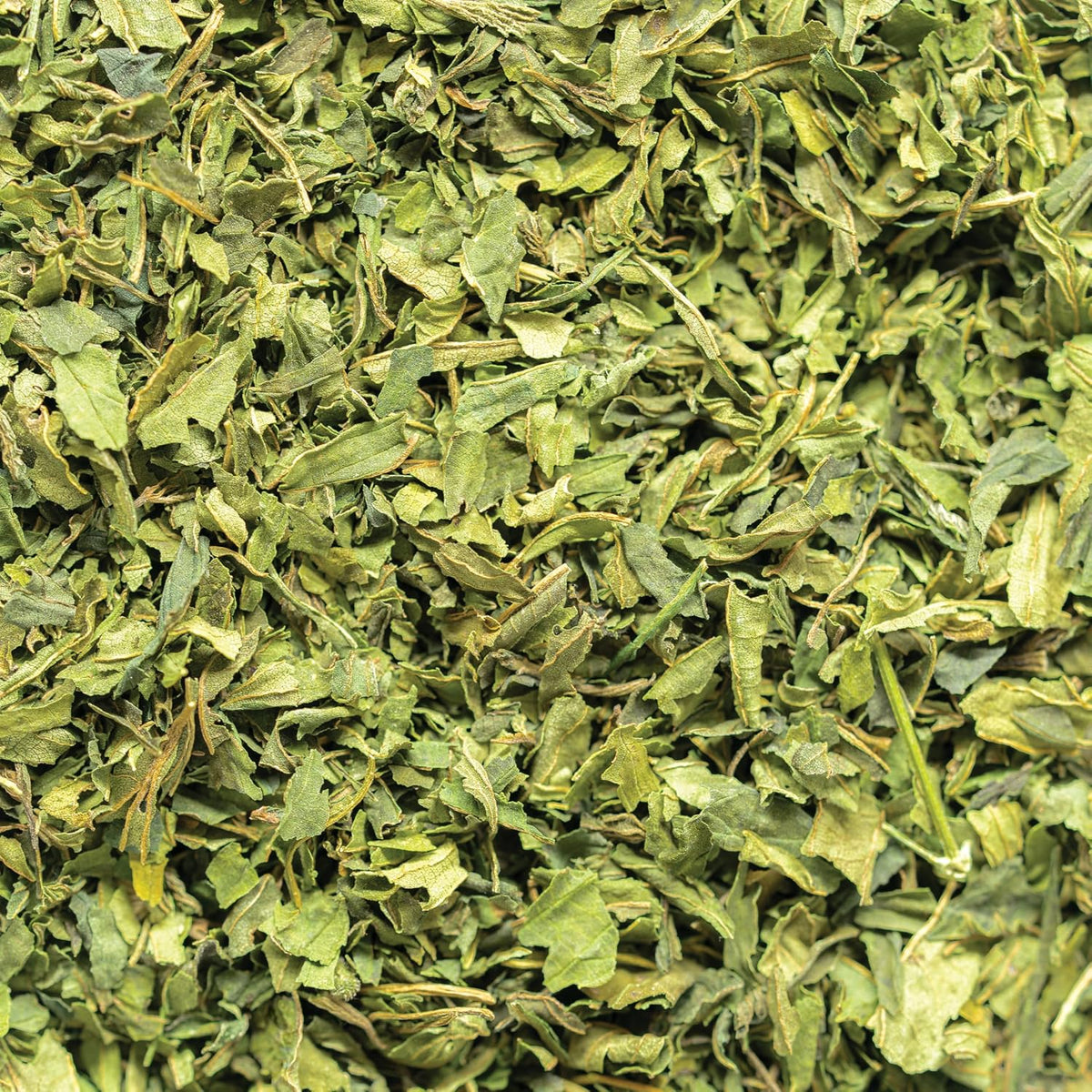 Wild-Harvested Wisconsin Nettle Leaf (Urtica dioica) | Whole Loose Leaf Botanical | 5.5 oz | 77 Servings | Sacred Blossom Farm | Single Source | Caffeine Free Herbal Tea